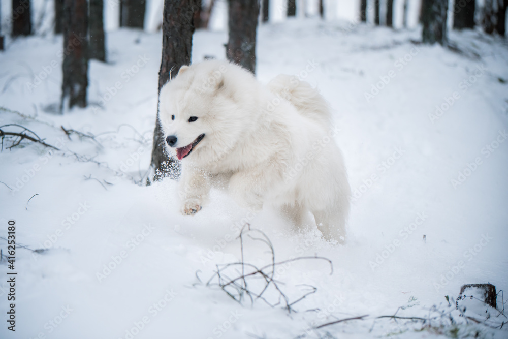 Samoyed white dog is running on snow outside Samoyed white dog is running on snow outside