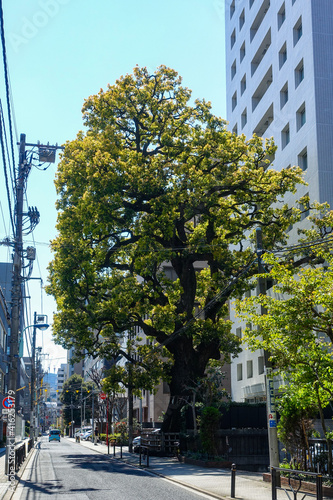 文京区内で一番大きな樹木とされ樹齢600年を超える「本郷弓町のクスノキ」 photo