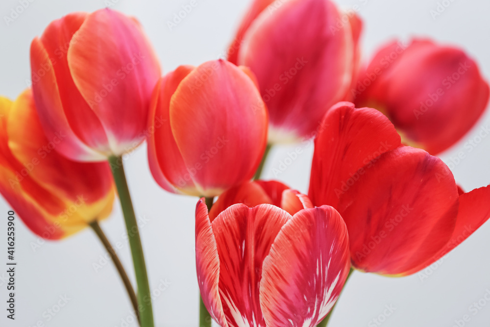 Blurred flower background Blurred flower background