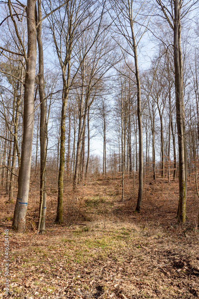 Light mood in the forest