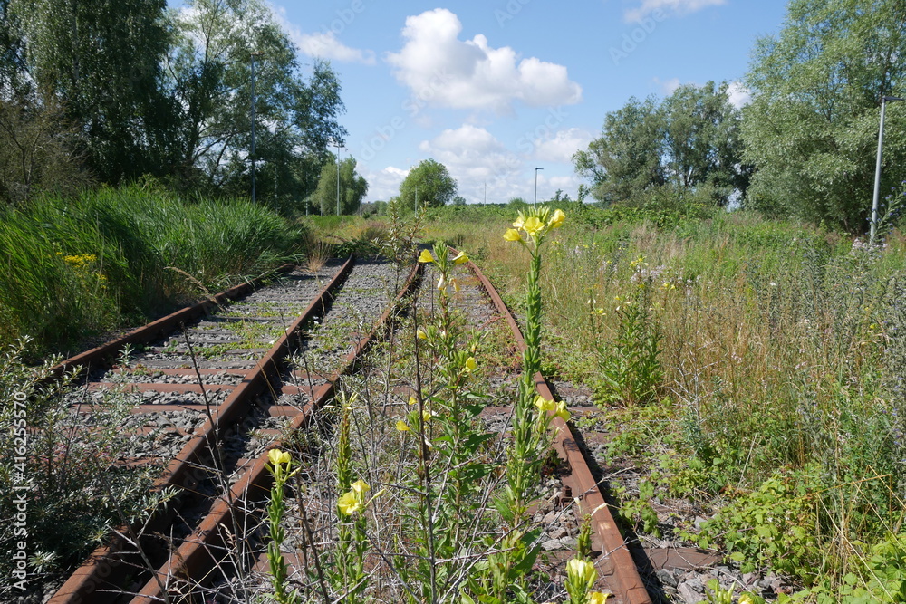 Mit Blumen zugewachsenes stillgelegtes Gleis - gelbe Nachtkerze Mit Blumen zugewachsenes stillgelegtes Gleis - gelbe Nachtkerze