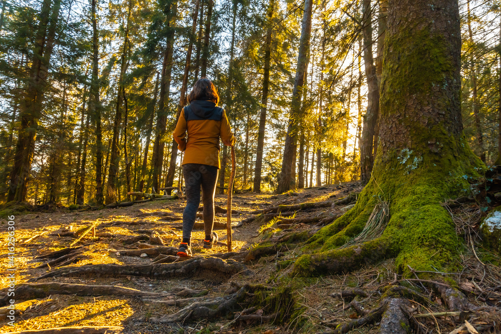 A young woman walking through the beautiful forest at sunset. Artikutza forest in Oiartzun, Gipuzkoa. Basque Country