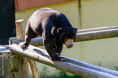 sun bear on a wooden pole photo