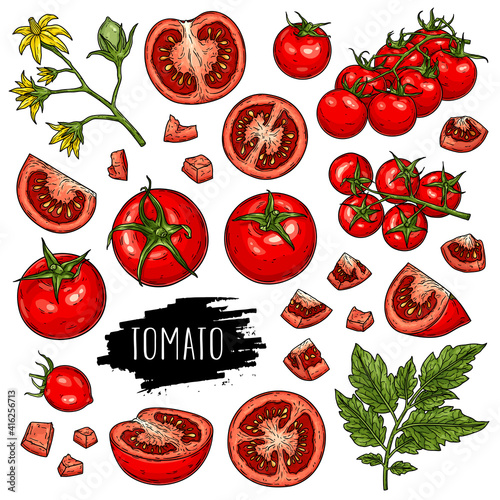 Hand drawn organic vegetable set of tomatoes