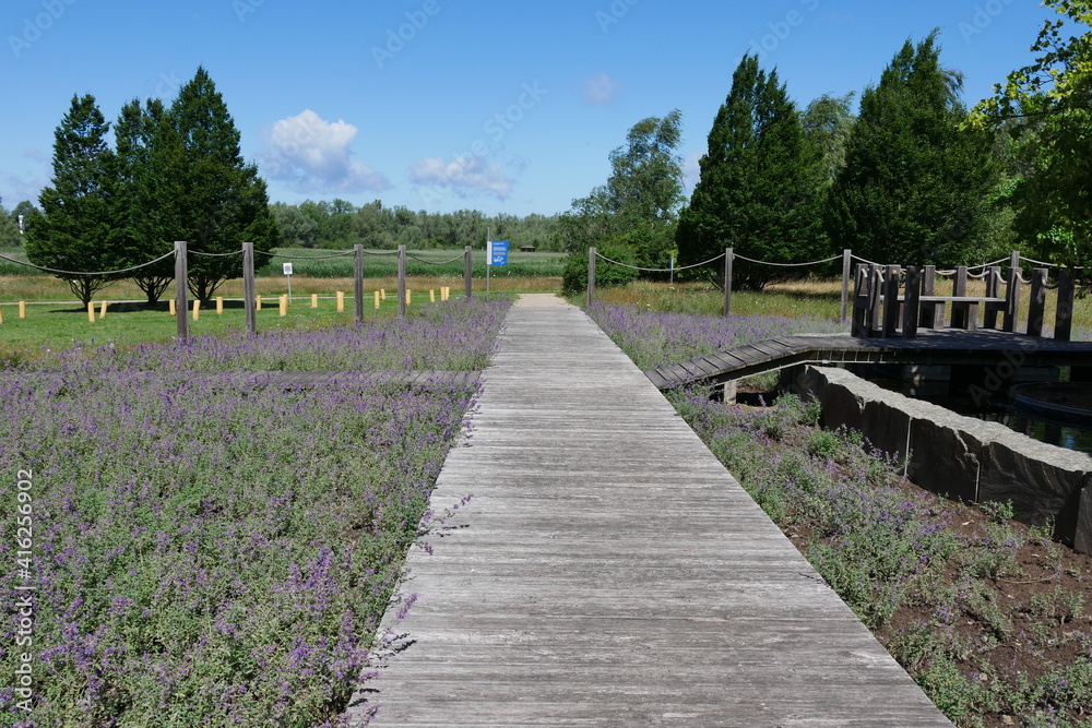 Obraz premium Heidegarten IGA Rostock mit Erika