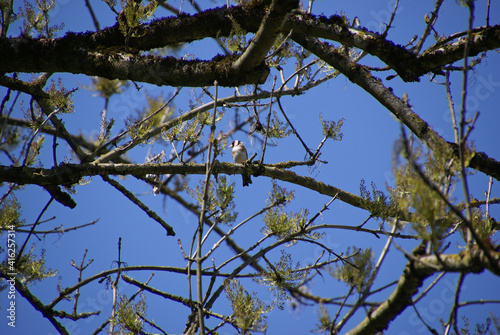 Stieglitz auf Ast im Frühjahr in Baum Carduelis carduelis  © manuela_merl