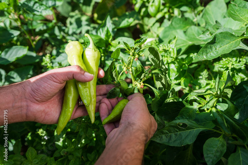 Man harvesting peppers, close up