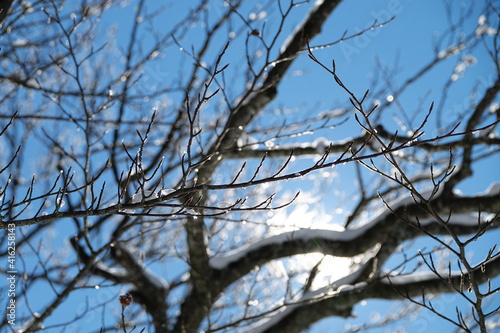 Tree branches in the forest filled with fresh snow after a heavy snowfall. Frozen trees in the forest. 