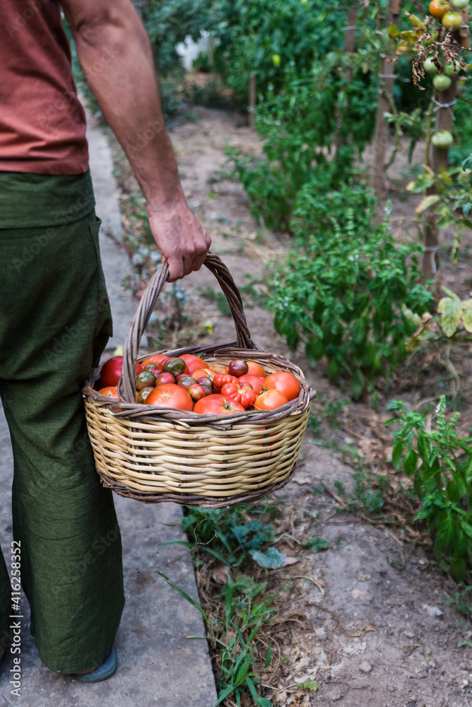 Farmer holding basket with fresh organic tomatoes. Farmer holding basket with fresh organic tomatoes.