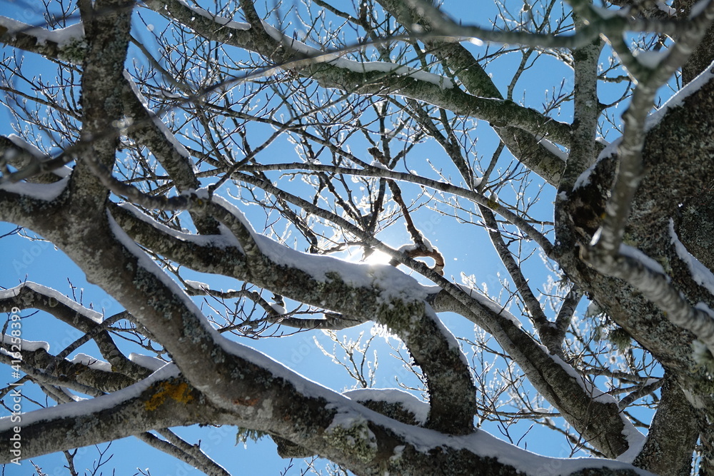 Tree branches in the forest filled with fresh snow after a heavy snowfall. Frozen trees in the forest. 