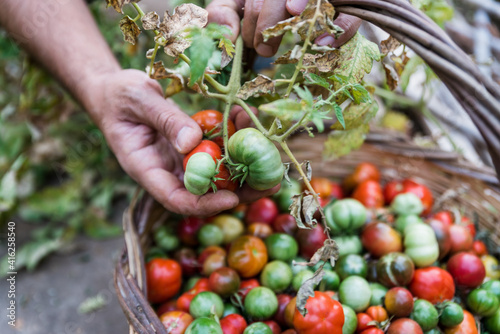 Man's hands harvesting fresh organic tomatoes in his garden