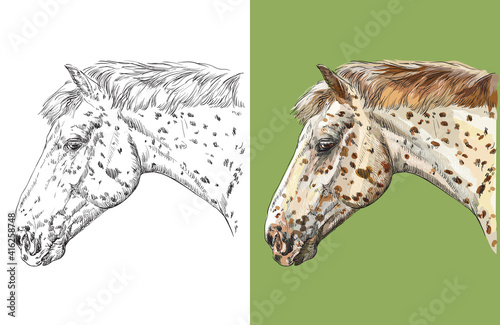 Vector illustration portrait of spotted horse Knabstrupper