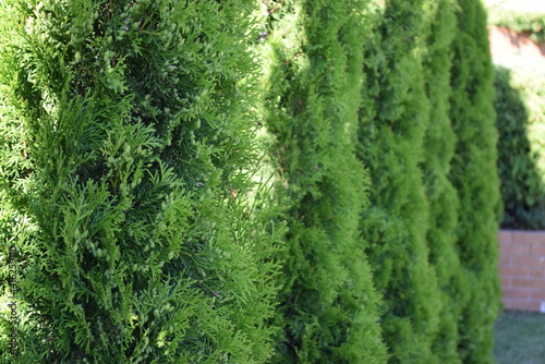 Moss on summer tree