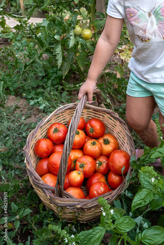 Little girl picking ripe tomatoes from vegetable garden