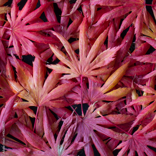 close up of red acer leaves