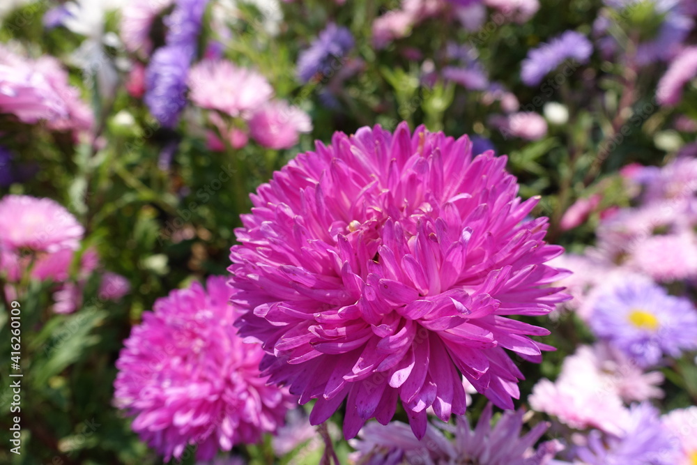Obraz premium Vibrant pink and violet flowers of China asters in September