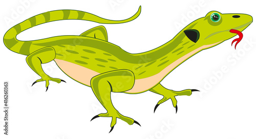 Reptile animal lizard on white background is insulated
