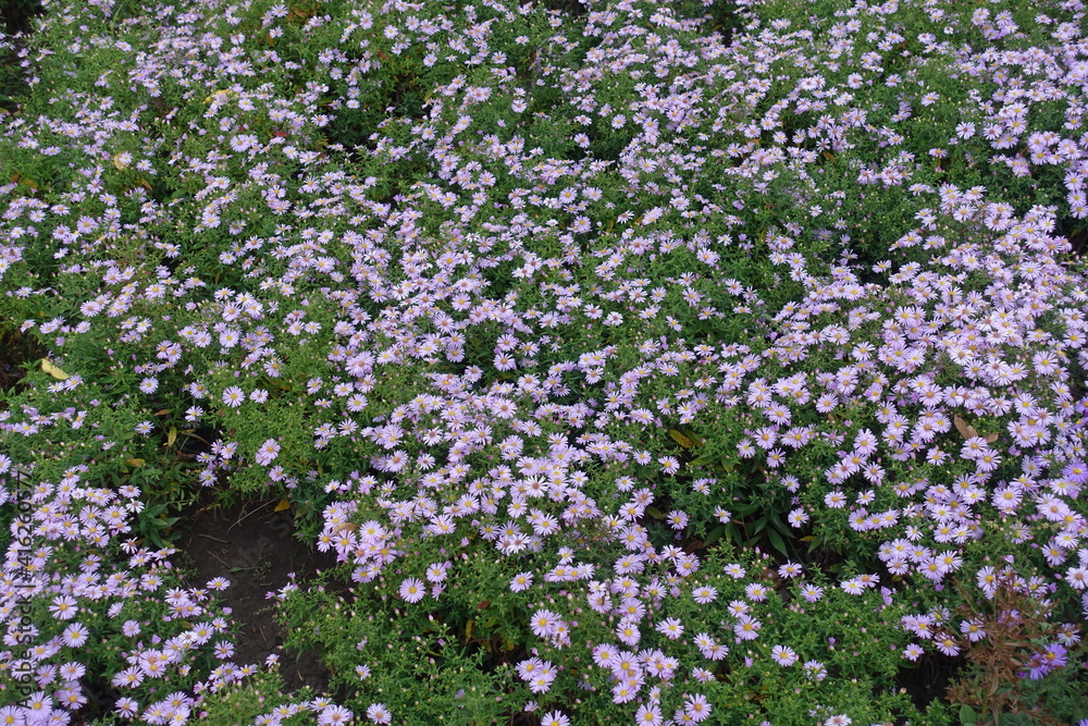 Bushes of flowering pink Michaelmas daisies in October Bushes of flowering pink Michaelmas daisies in October