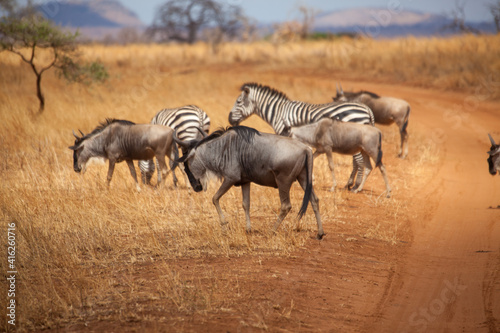 Fototapeta Naklejka Na Ścianę i Meble -  wildebeest and zebra in the serengeti