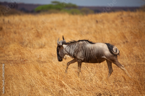 wildebeest in serengeti