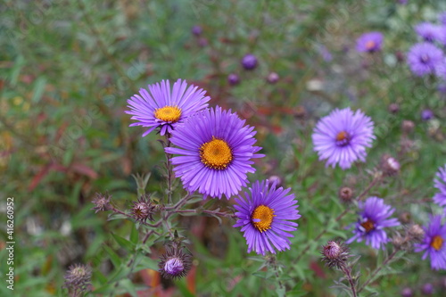 Daisy like purple flowers of New England aster in October