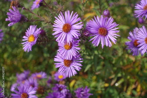 Flowers of purple New England aster in mid October
