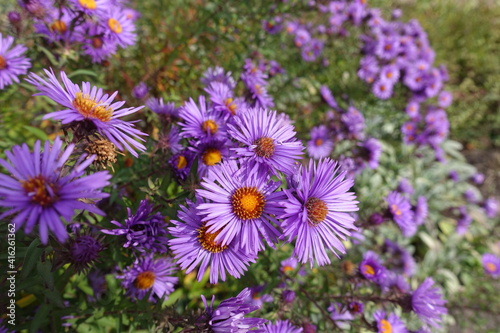 фотографія Great number of purple flowers of New England aster in October