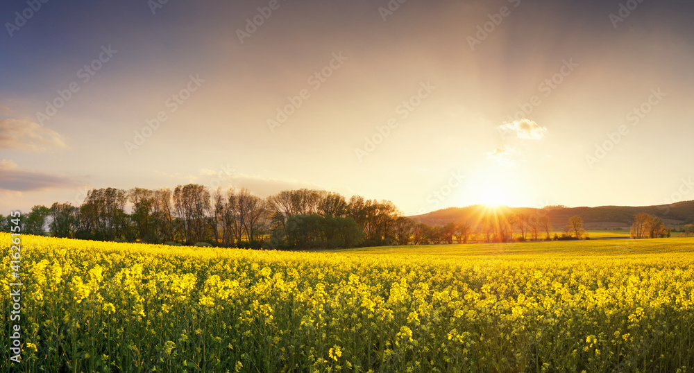Obraz premium Sunset over canola field with path in Slovakia