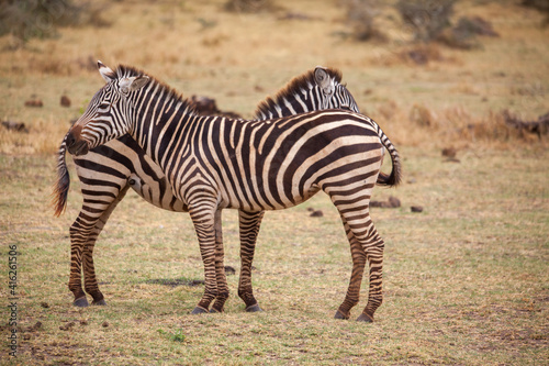 zebra in the savannah © stp23