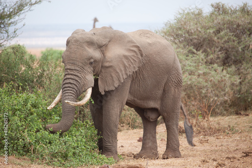african elephant walking in serengeti