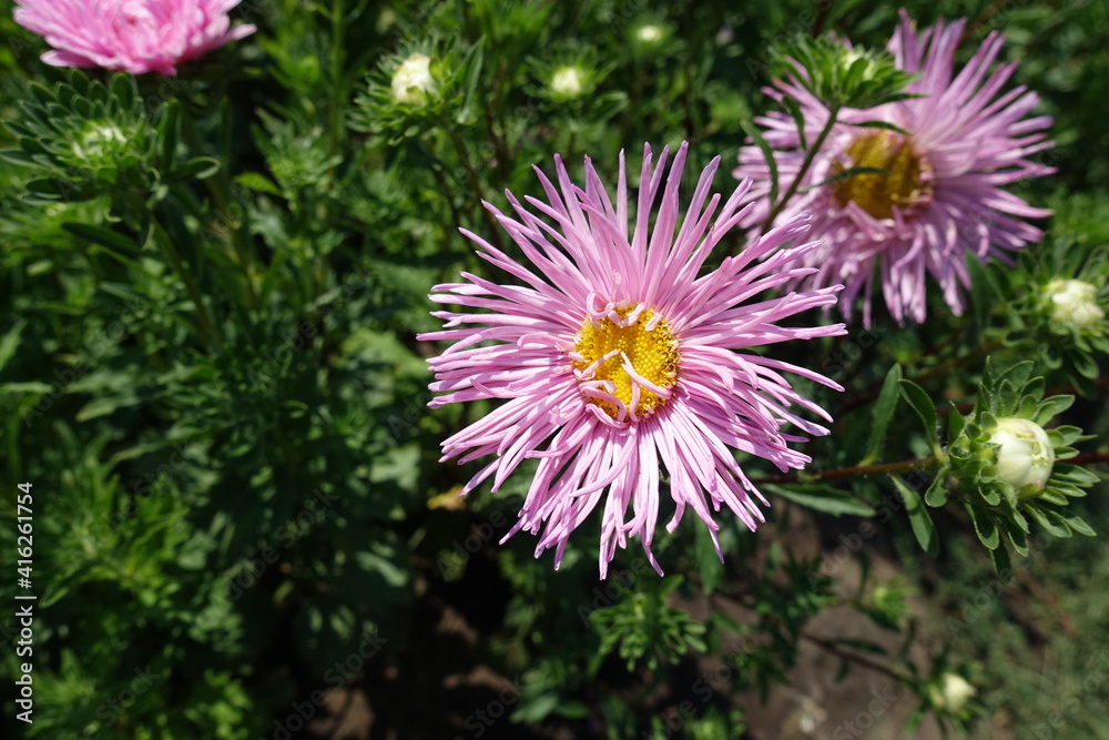 Needle petaled pink flower of China aster in mid August Needle petaled pink flower of China aster in mid August