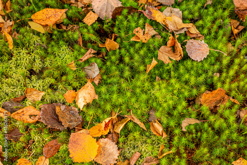 Autumn carpet of green moss and yellow dried leaves