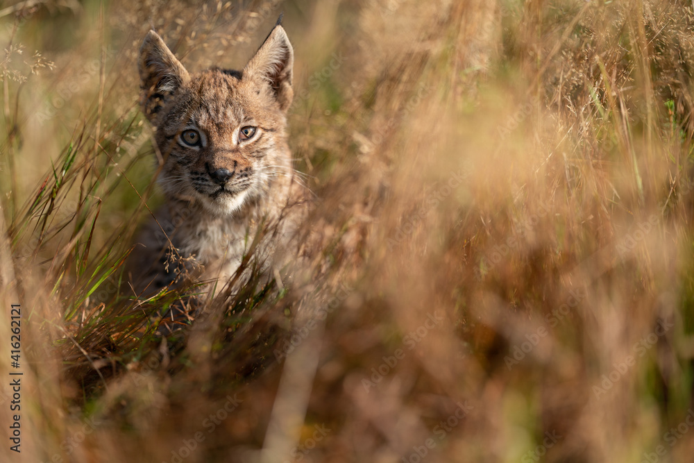 Fototapeta premium Lynx cub hidden in a tall grass