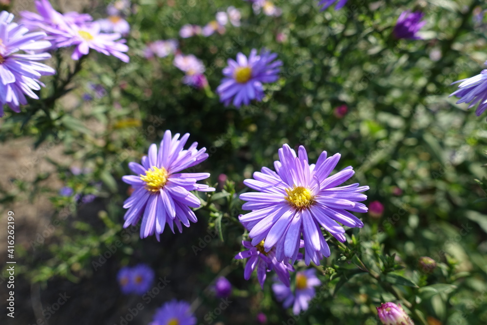 Bright violet flowers of Michaelmas daisies in September Bright violet flowers of Michaelmas daisies in September