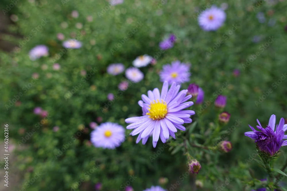 Close shot of violet flower of Michaelmas daisies in September Close shot of violet flower of Michaelmas daisies in September