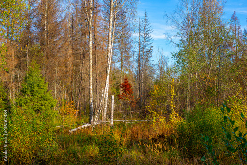 Wild colorful forest in a swampy area