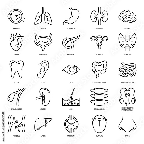 Human internal organs icon set in line style