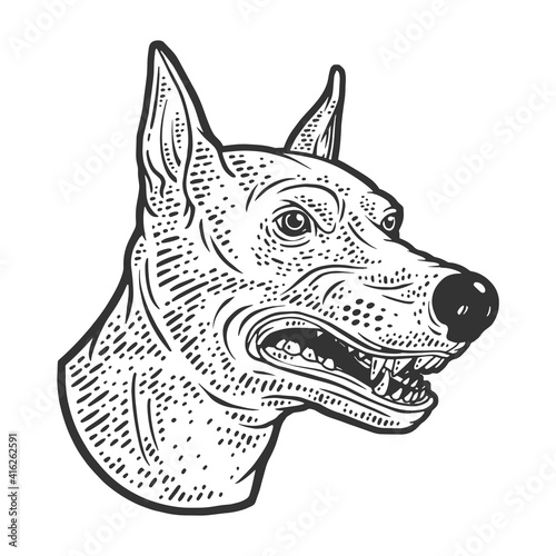 Angry growling doberman dog head sketch engraving vector illustration. T-shirt apparel print design. Scratch board imitation. Black and white hand drawn image.