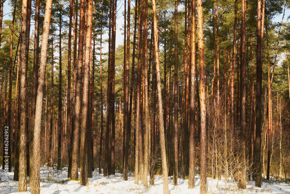 Obraz premium zimowe drzewa