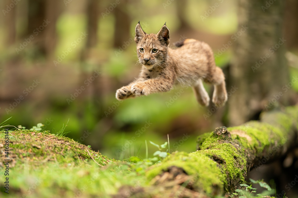 Fototapeta premium Lynx cub jumpping from fallen mossy tree trunk. Action animal shot. Frozen jump.