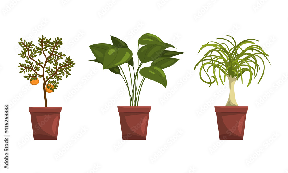 Set of Different House Plants, Green Tropical and Mediterranean Potted Plants for Interior Home or Office Decor Flat Vector Illustration