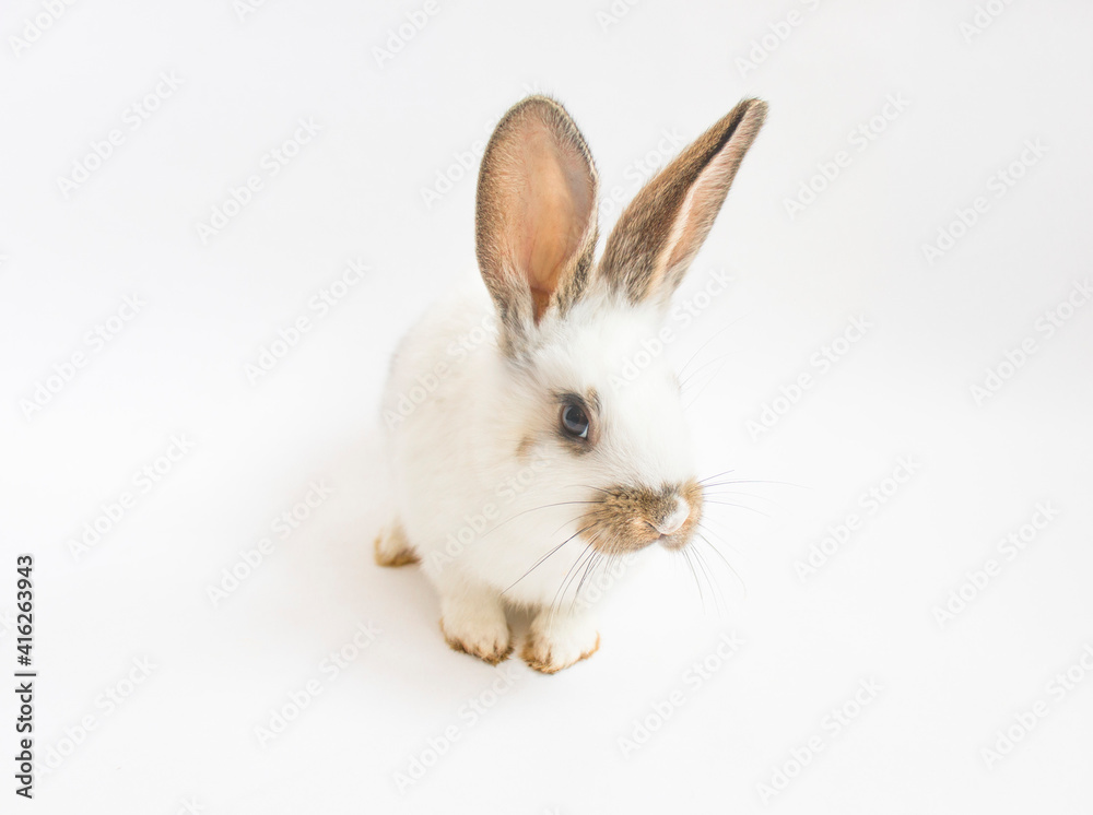 Easter Card Design. White funny bunny rabbit portrait isolited on white background. Rabbit silhuette.