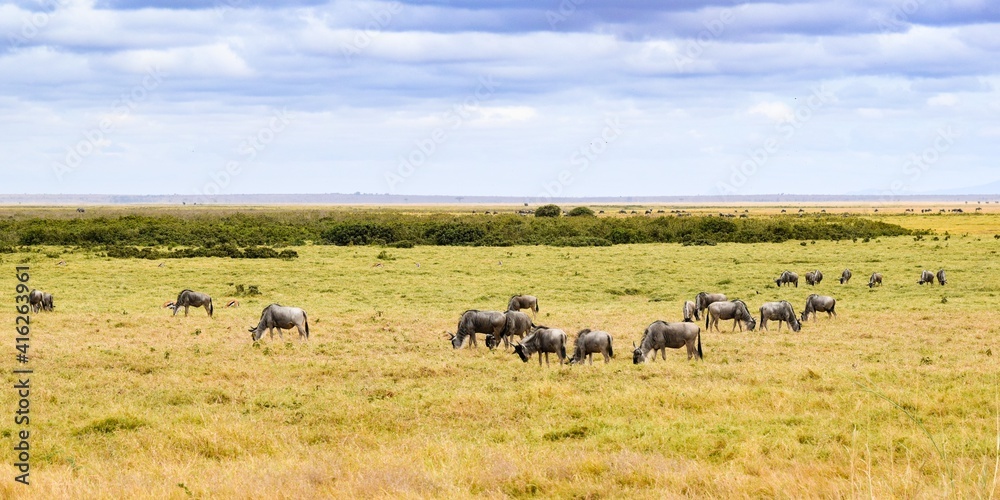 flock of wildebeest in the amboseli national park