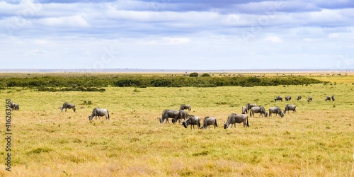 flock of wildebeest in the amboseli national park