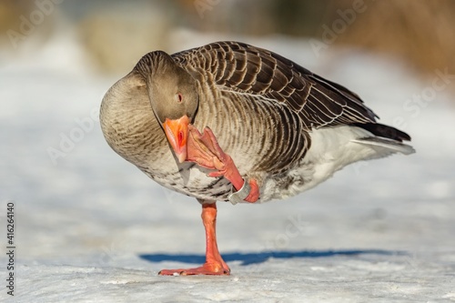 The greylag goose with orange beak standing on white snow scratching itself with a pink leg with an aluminium ring. A sunny winter day at the river. Blurry brown background. photo