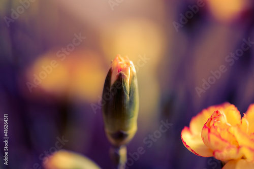 Pąk goździka w rozmytej kompozycji z pięknym barwnym tłem. Subtelne, wiosenne zdjęcie.