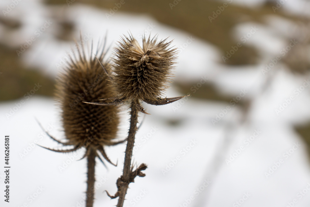 Closeup shot of dry thistle flowers growing in a field