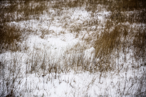Snowy Swedish meadow with withered grass leaves