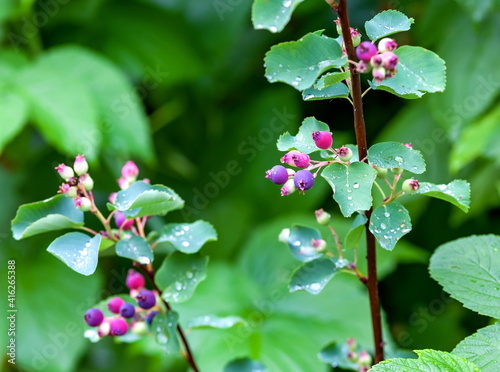 Ripe amelanchier berries on bush