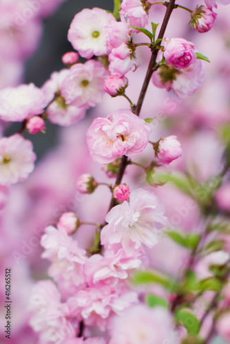 Pink cherry almond blossom tree